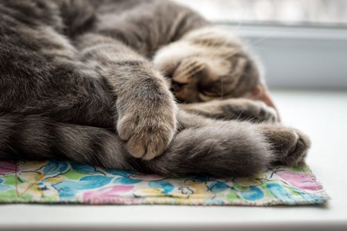 sleeping cat at the upvc double glazed window